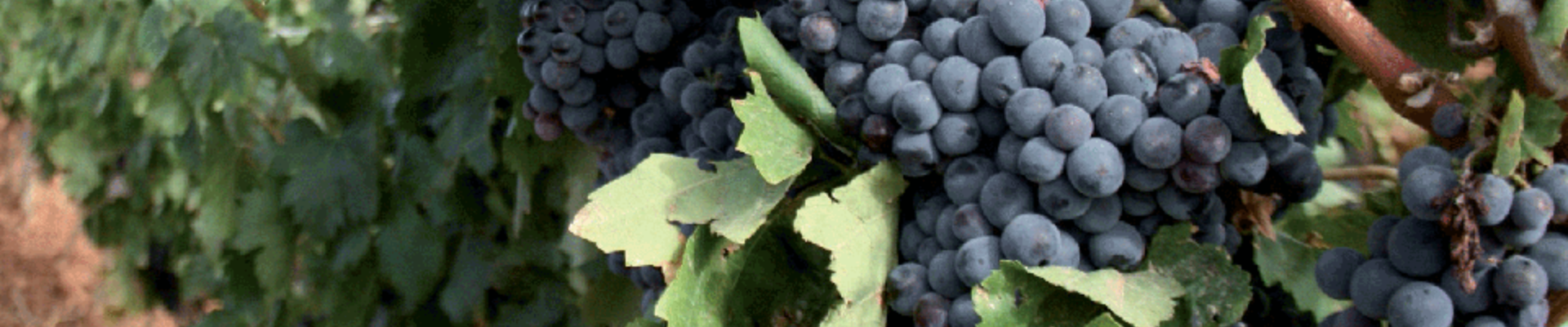 Visitare una delle cantine del territorio e gustare un bicchiere di Carignano del Sulcis